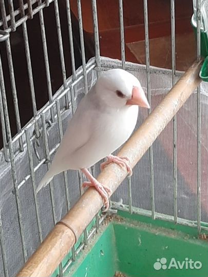 Рисовые амадины