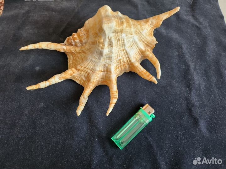 Морские ракушки раковины большие