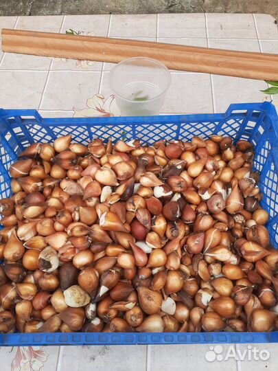 Луковицы тюльпанов