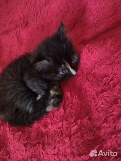 Кошка