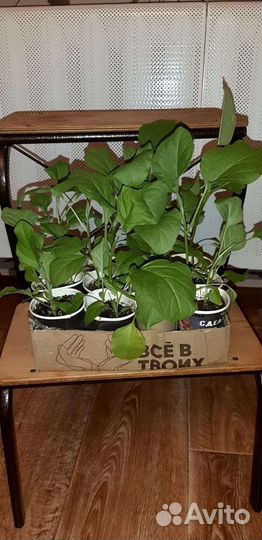 Рассада томатов, перцев и баклажан