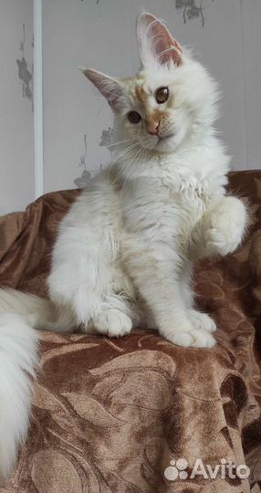 Девочка мейн кун