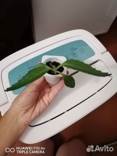 Каланхоэ лечебное