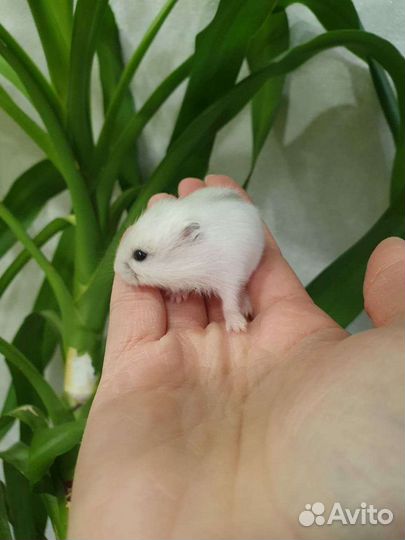 Хомячки разных окрасов