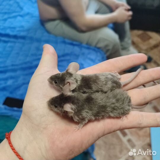 Сатиновые мыши(кудрявые)