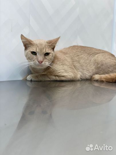 Нужна передержка или дом котику Персику