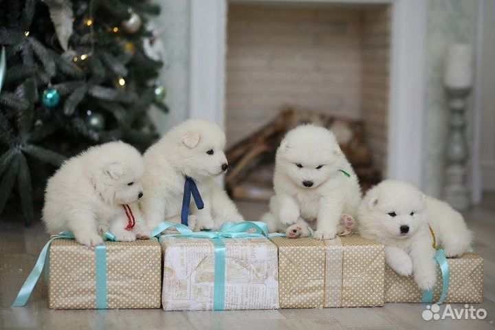 Щенки самоедской собаки для фотосессии