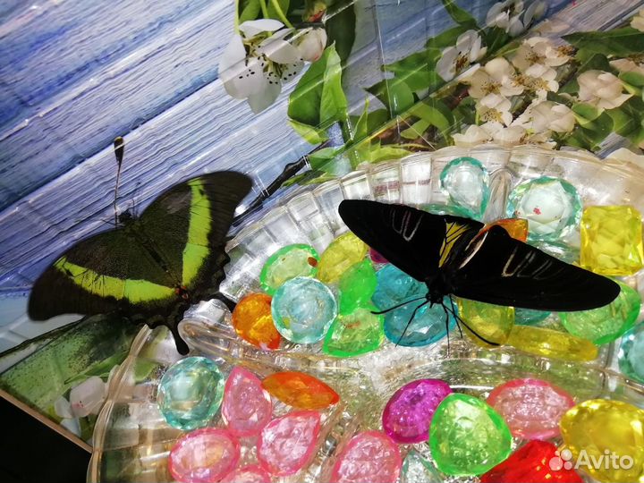 Живые тропические бабочки