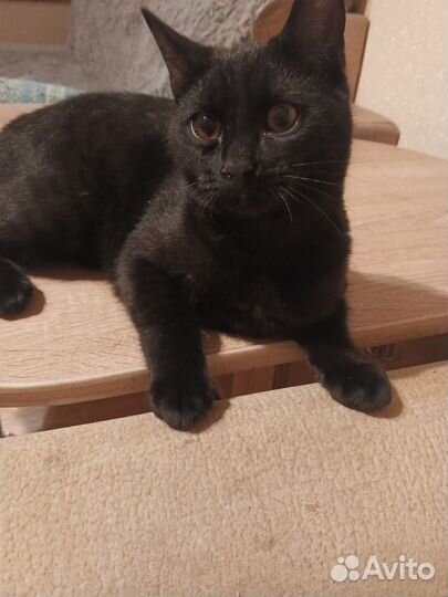 Котик в добрые руки