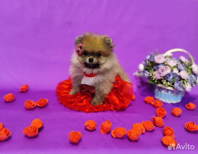 Яркая мишка шпиц