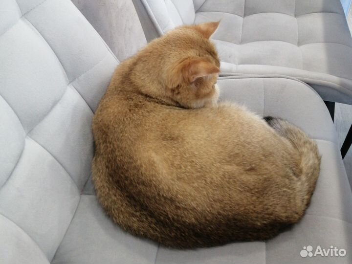 Шотландская золотая шиншилла кошка