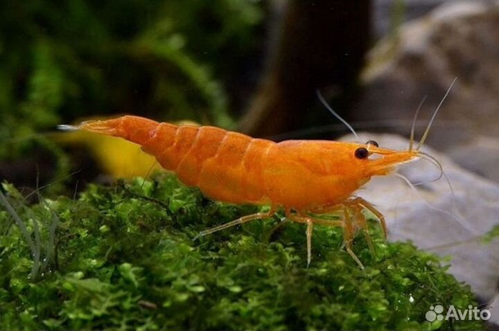 Креветки аквариумные,буцефаландра, мох