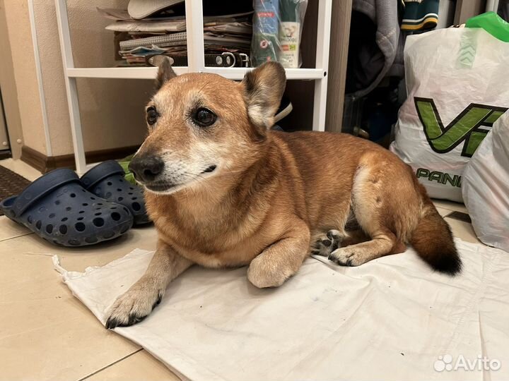 Отдаем. Найдена собака Калининград