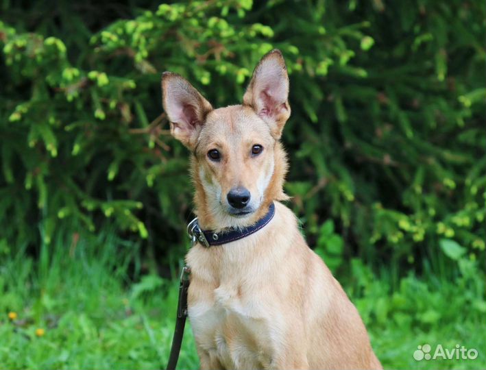 Щенок, 7 месяцев