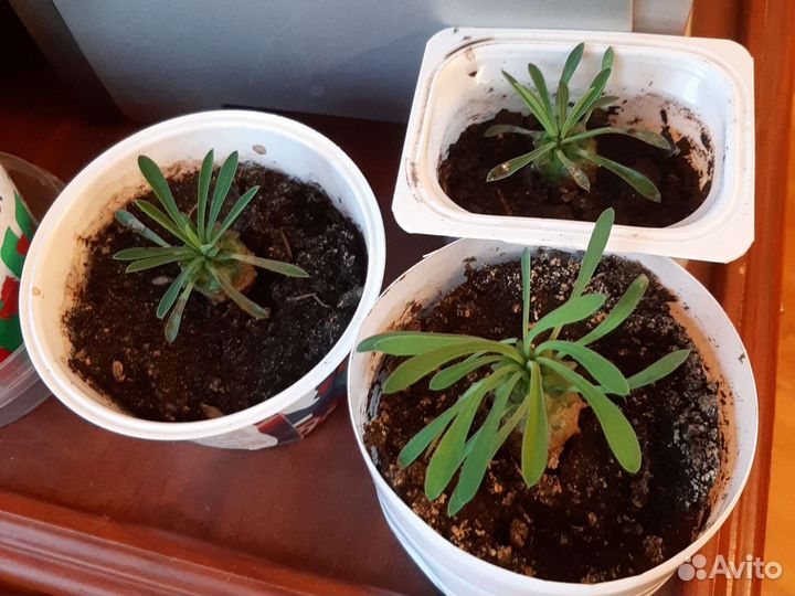 Редкий суккулент, Эуфорбия Габризан