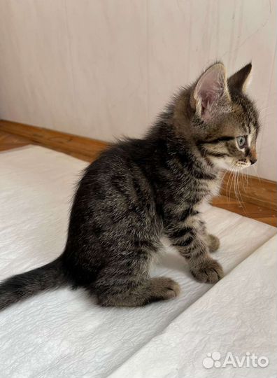 Котенок мальчик 2 мес в дар