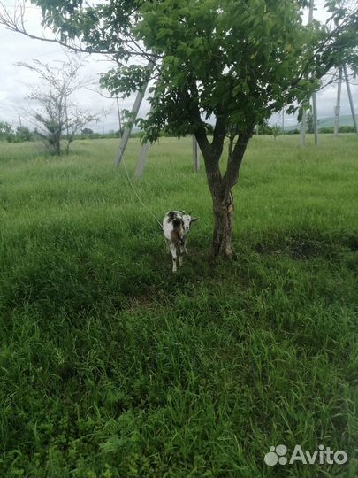 Продам козочку Альпийской породы