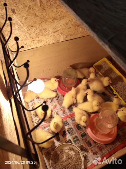 Мускусные утята