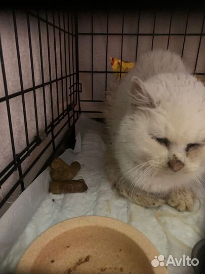Котик