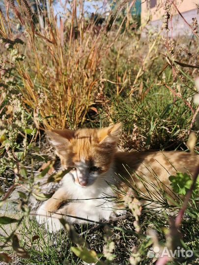 Котенок в добрые руки