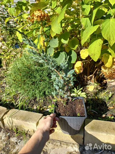 Туя колумна, Рейн голд,Вудварди,Европа голд Ель гл