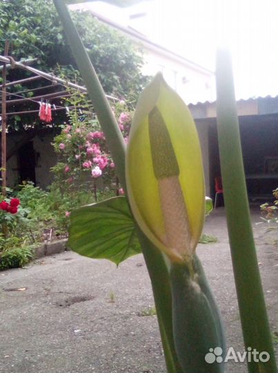 Алоказия, разных размеров