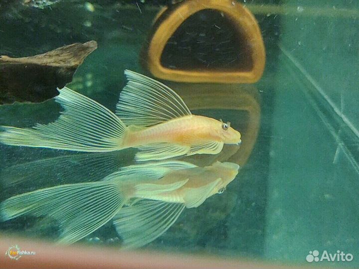 Аквариумные рыбы