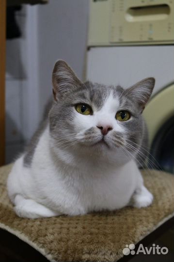 Молодой кот