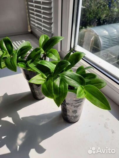 Традесканция