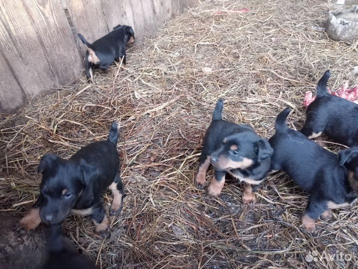 Продам щенков Ягдтерьера