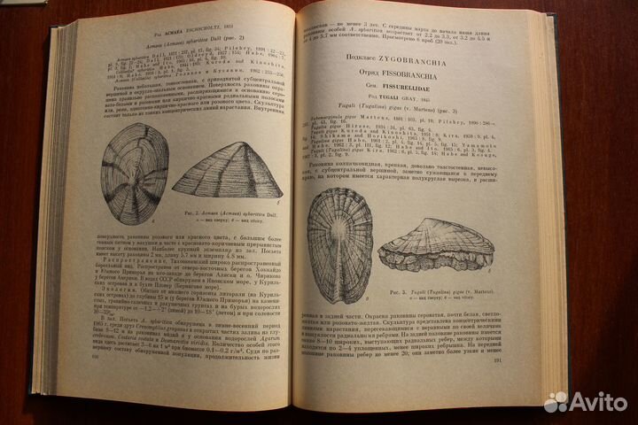 Фауна и флора залива Посьета Японского моря