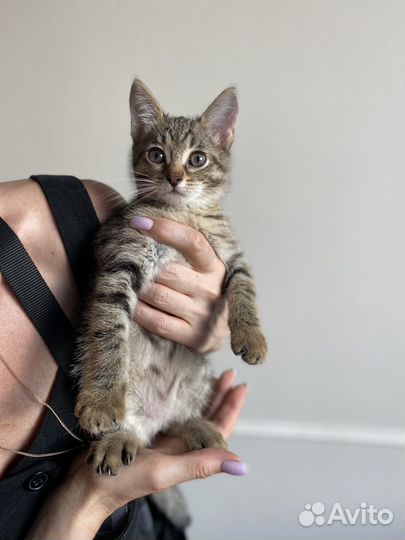 Котенок Мила