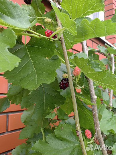 Шелковица на штамбе 180