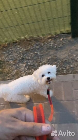 Кинолог Дрессировка Коррекция поведения