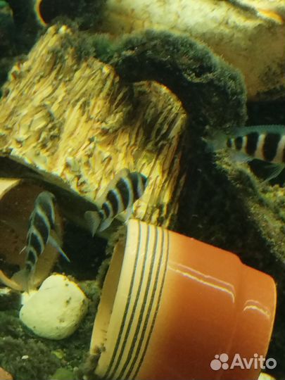 Фронтоза королева Танганьики