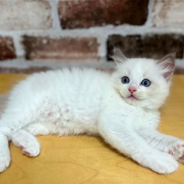 Рэгдолл котёнок