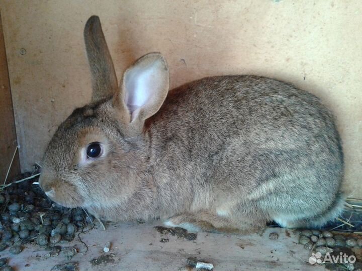 Кролики Белый Панон