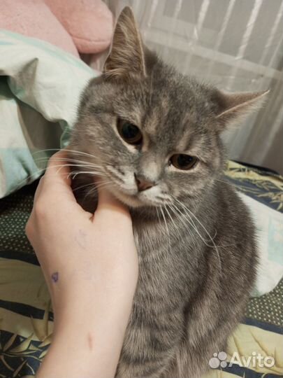 Кошка по имени Ася