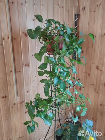 Продам цветы комнатные