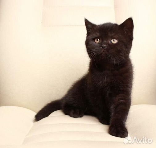 Котята британцы черные фото