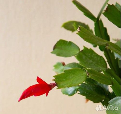 Декабрист Шлюмберга красный зигокактус