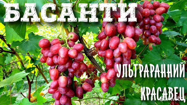 Саженцы винограда басанти
