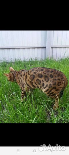 Бенгальский кот вязка