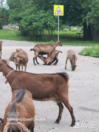 Альпийские козочки