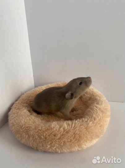 Крыса Дамбо