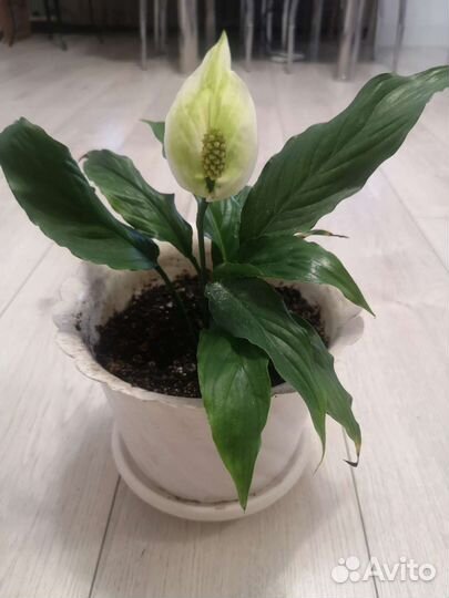 Спатифилум