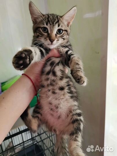 Котята леопардики в дар