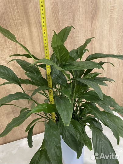 Спатифиллум