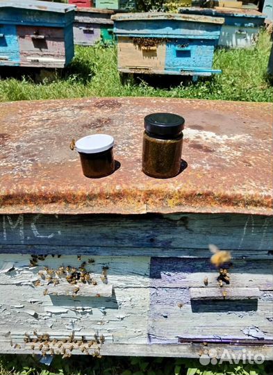 Медовое средство от глистов с травами