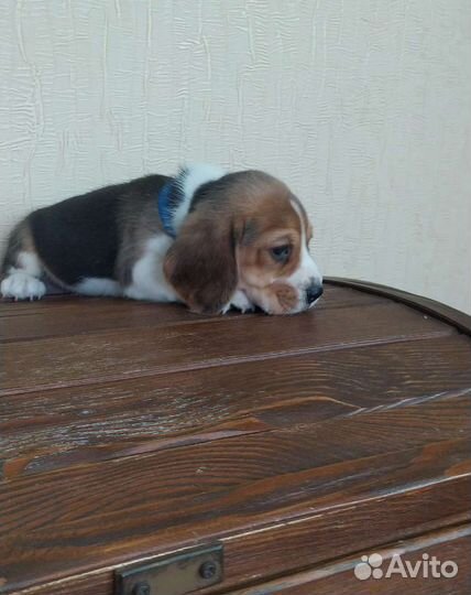 Щенки бигля